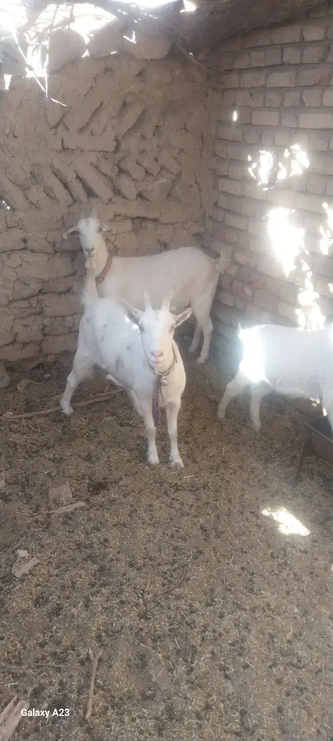 بزسانن فروشی|حیوانات مزرعه|قائن, |دیوار