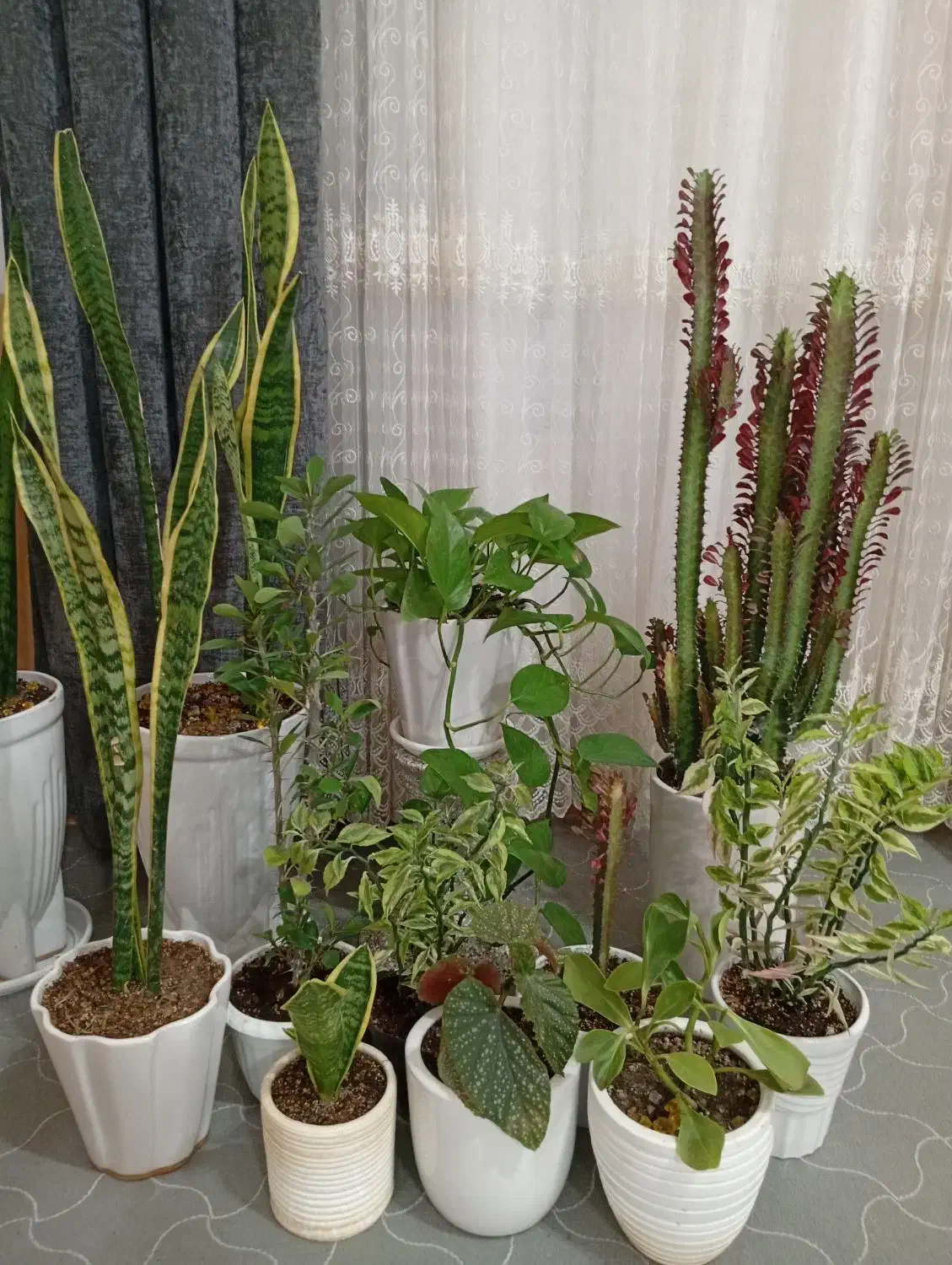 گلهای طبیعی|گل و گیاه طبیعی|دره شهر, |دیوار