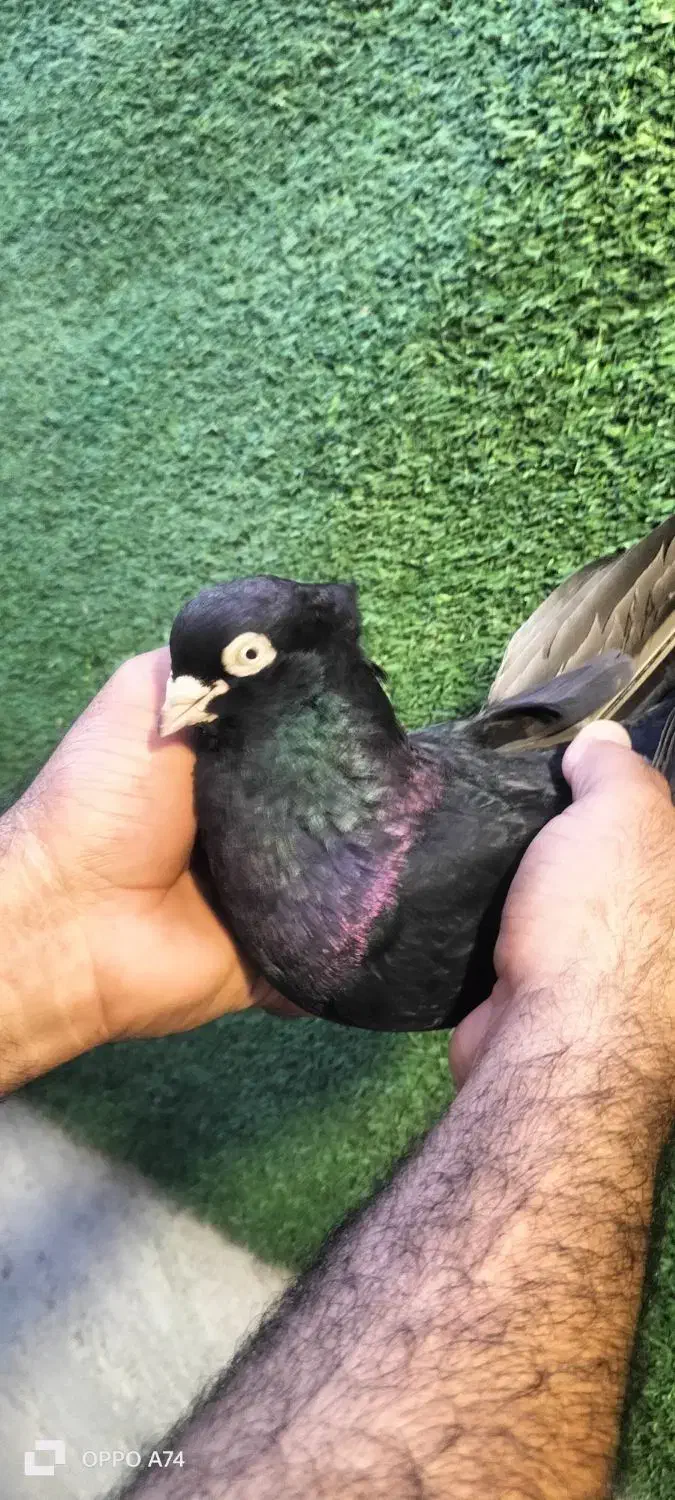 زاغ سیاه ابادانی|پرنده|بندر ماهشهر, |دیوار