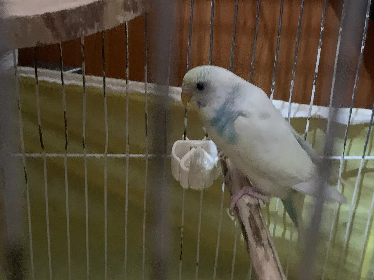 ی جفت فنچ مولد با ی مرغ عشق ماده|پرنده|اسلام‌شهر, شهرک سعیدیه|دیوار