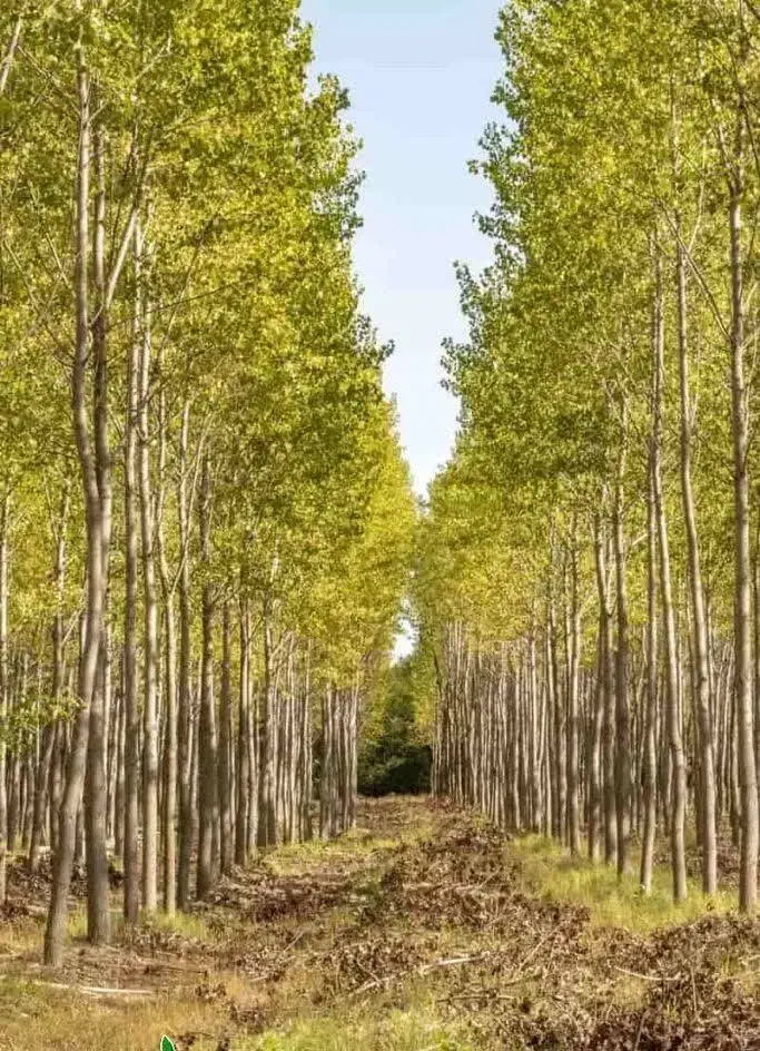 عرضه درخت سپیدار سیاه|خدمات باغبانی و درختکاری|سلفچگان, |دیوار