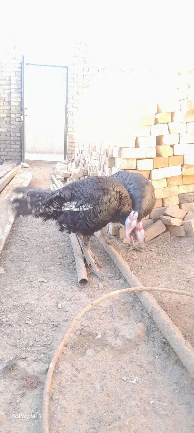 بوقلمون|حیوانات مزرعه|قیدار, |دیوار