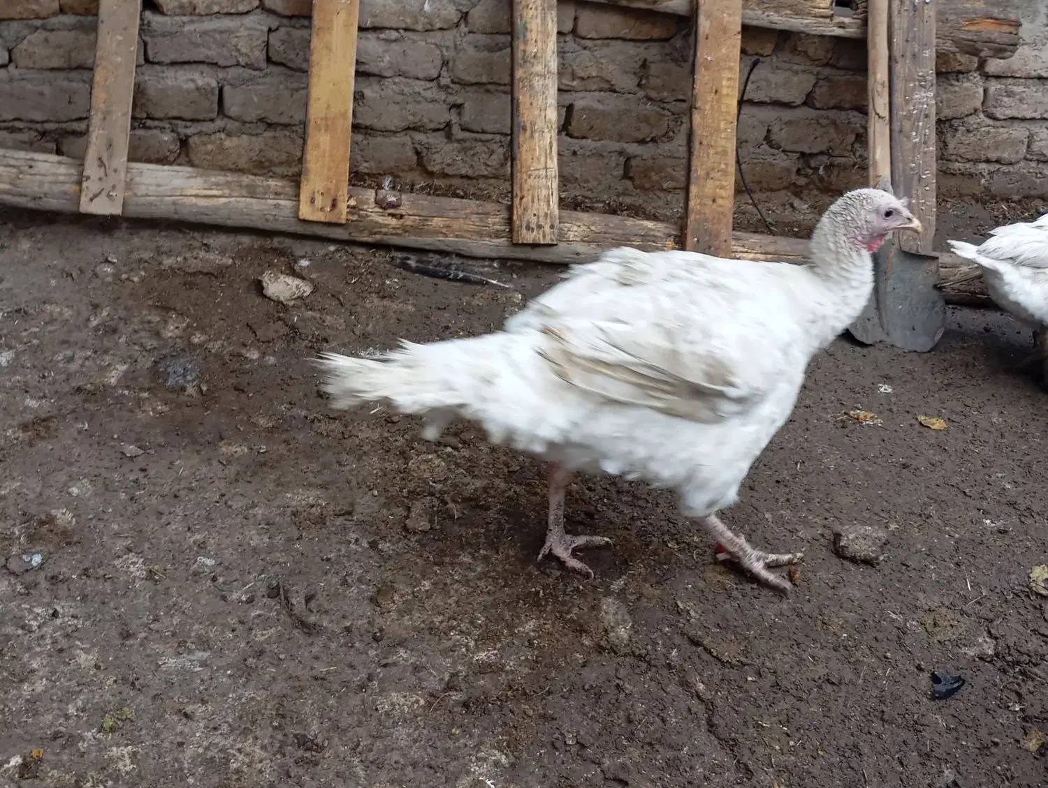 بوقلمون نر|حیوانات مزرعه|ساوه, |دیوار