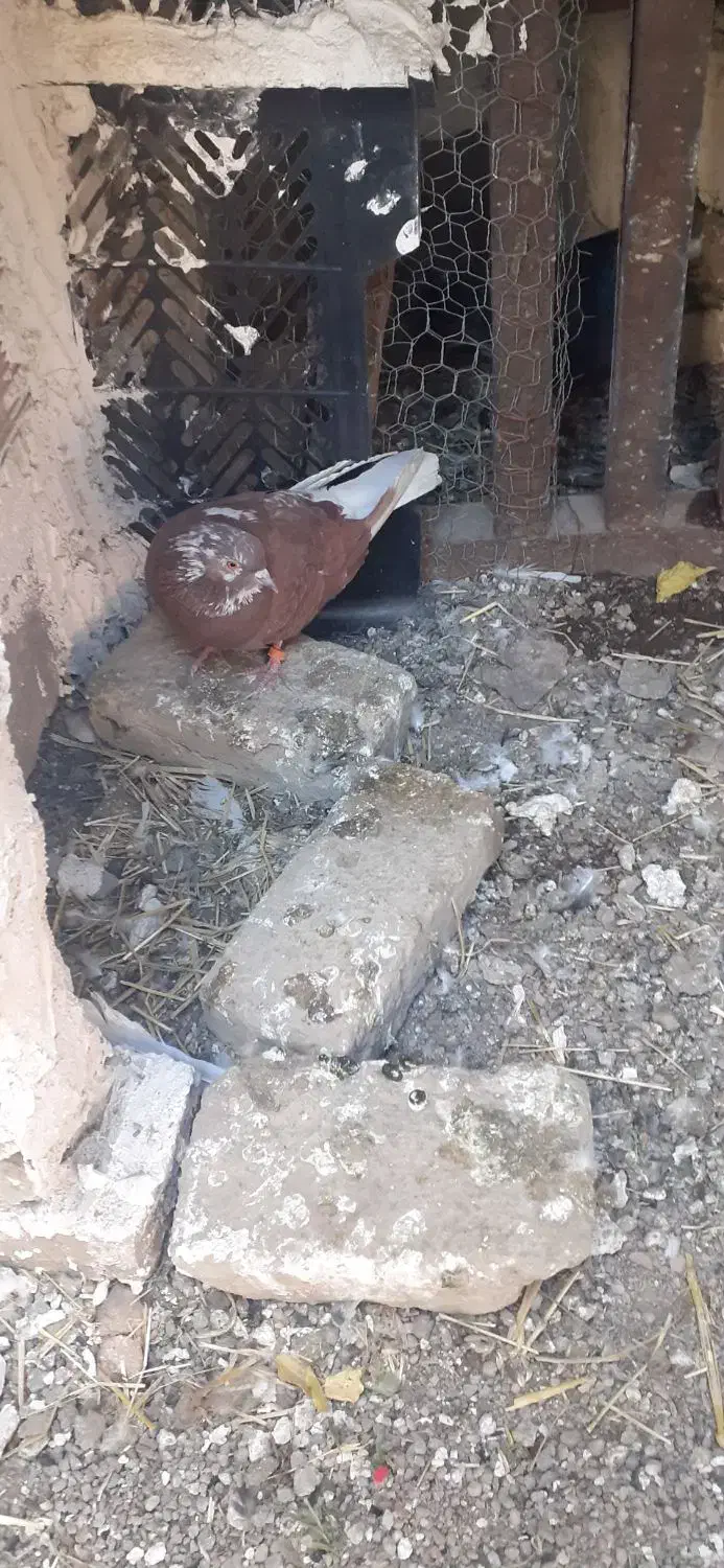 دو جفت کبوتر دوتا سیاه یکی سورور و یکی قرمز شازده|پرنده|نیر (اردبیل), |دیوار