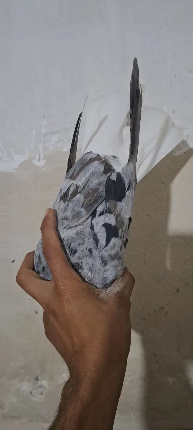 دم سفید رامشیر|پرنده|رامشیر, |دیوار