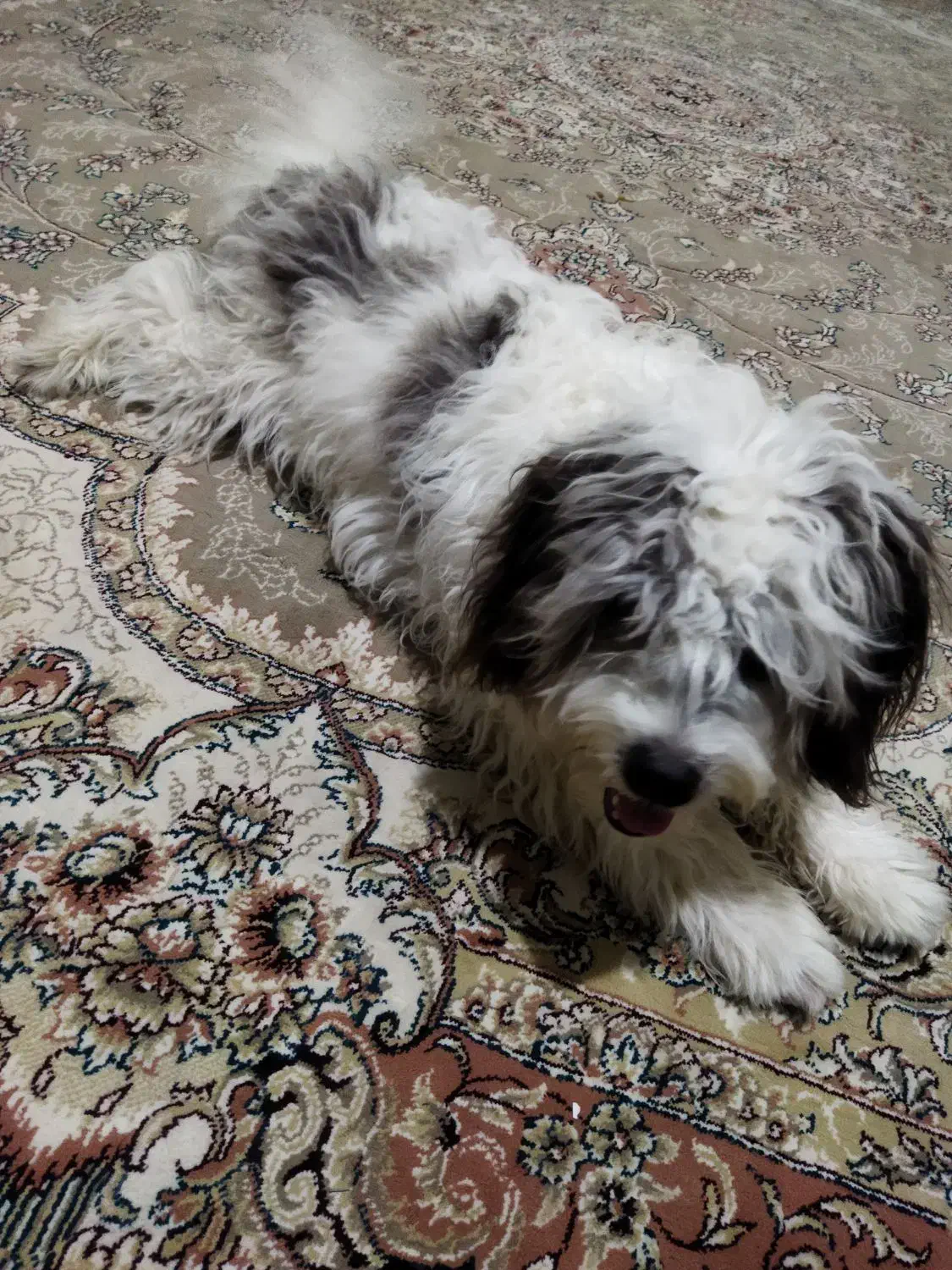 واگذاری سگ|سگ|چمستان, |دیوار