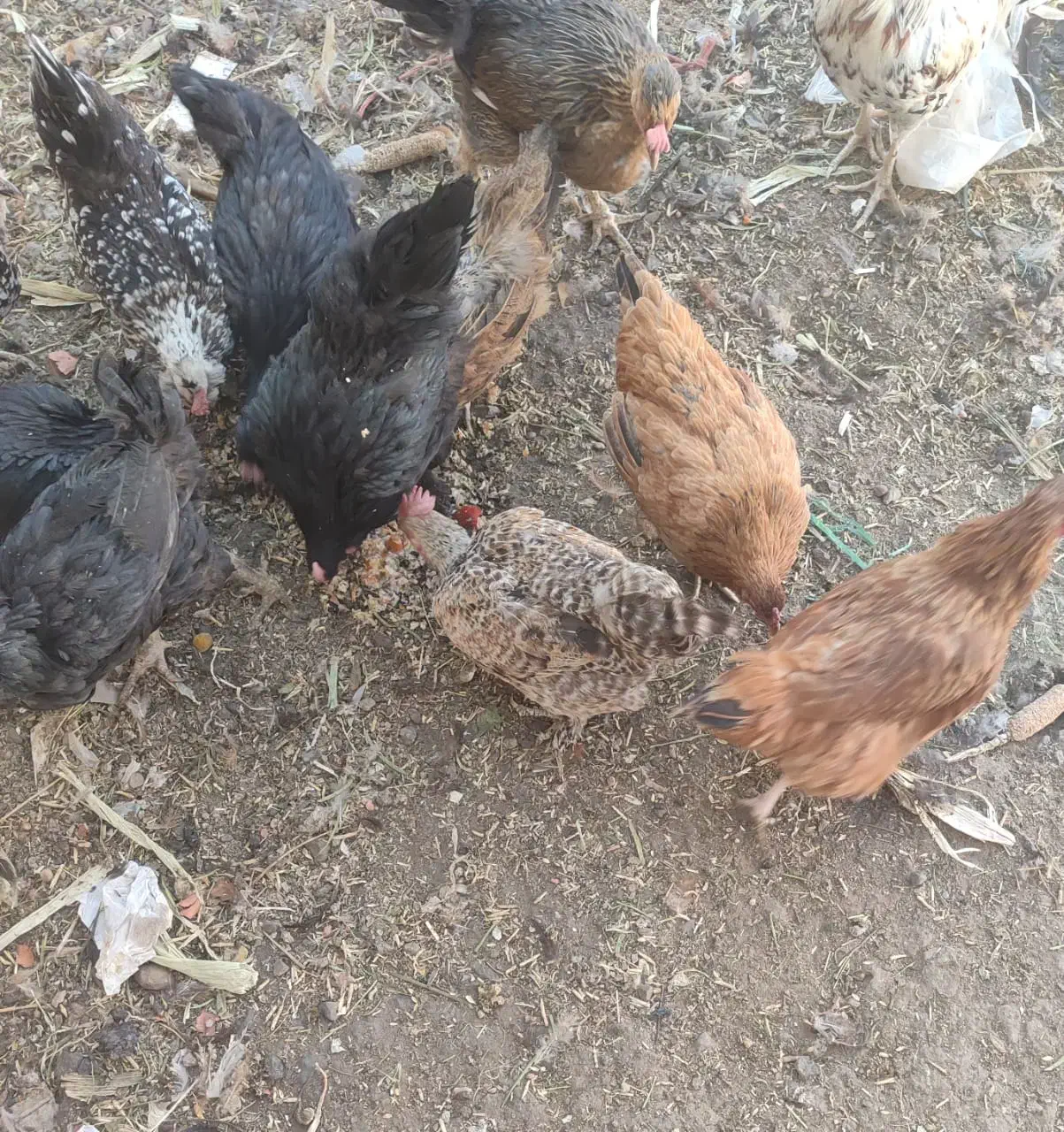 مرغ تخم گزار|حیوانات مزرعه|قهدریجان, |دیوار