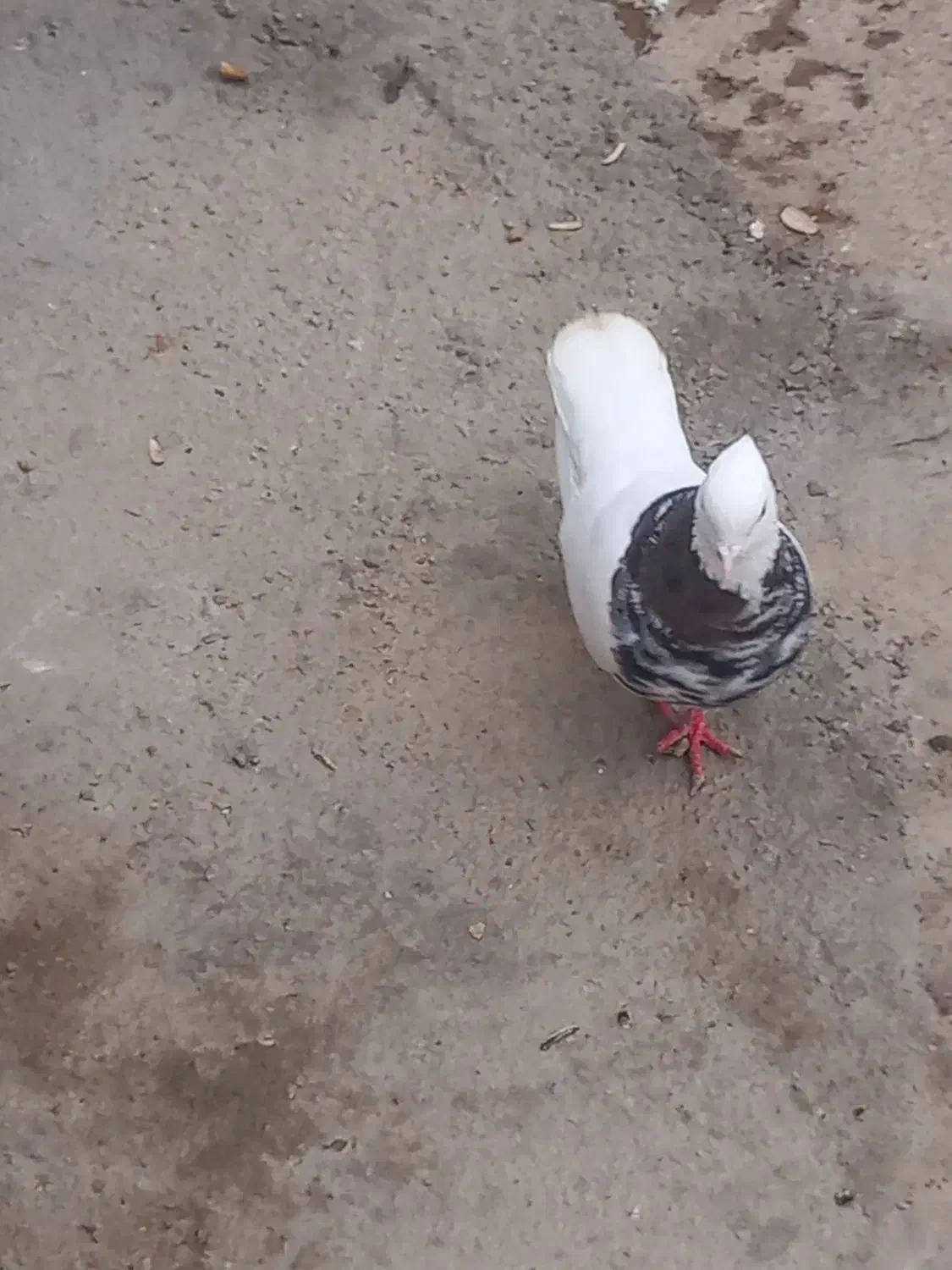 طوقی هفرنگ|پرنده|اسفرورین, |دیوار