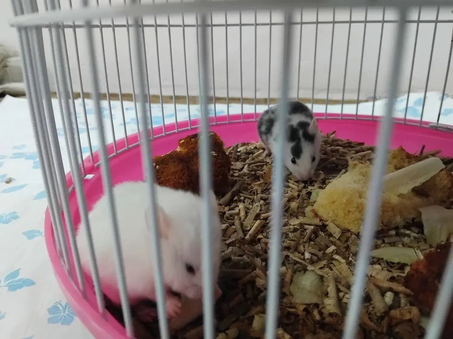 فروش همستر|موش و خرگوش|میاندوآب, |دیوار