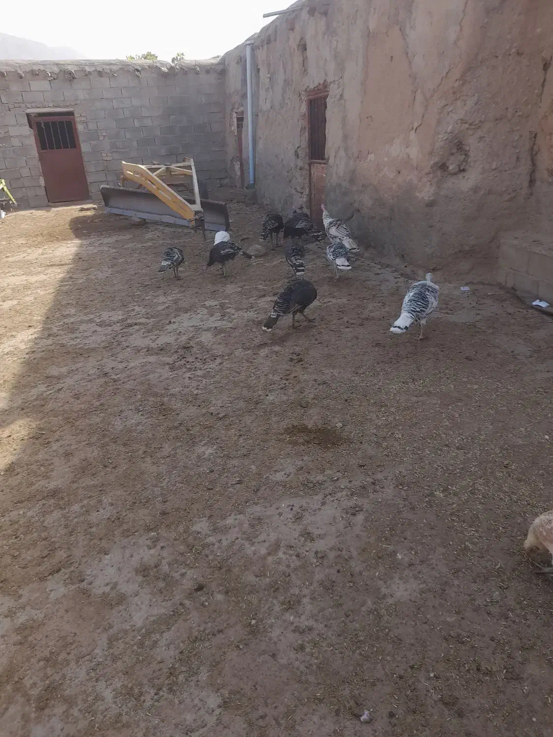 بقلمون|حیوانات مزرعه|شیروان (خراسان), |دیوار