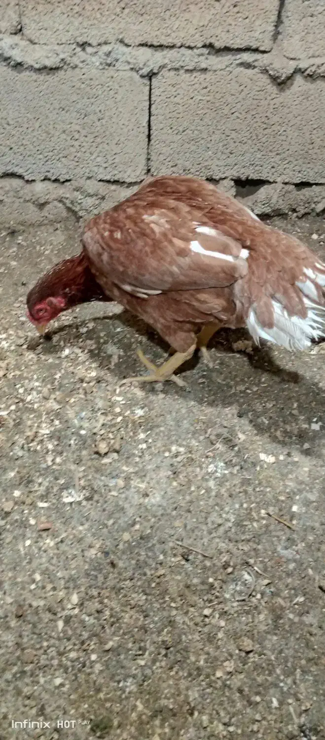 مرغ کرچ لاری دوروزه خوابیده|حیوانات مزرعه|جوانرود, |دیوار