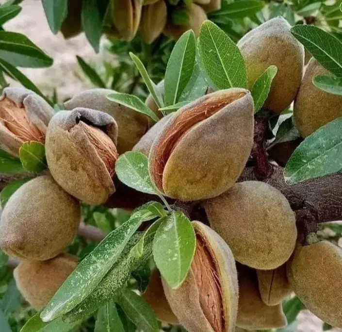 نهالستان شهبازی چورسی|خدمات باغبانی و درختکاری|قره ضیاالدین, |دیوار