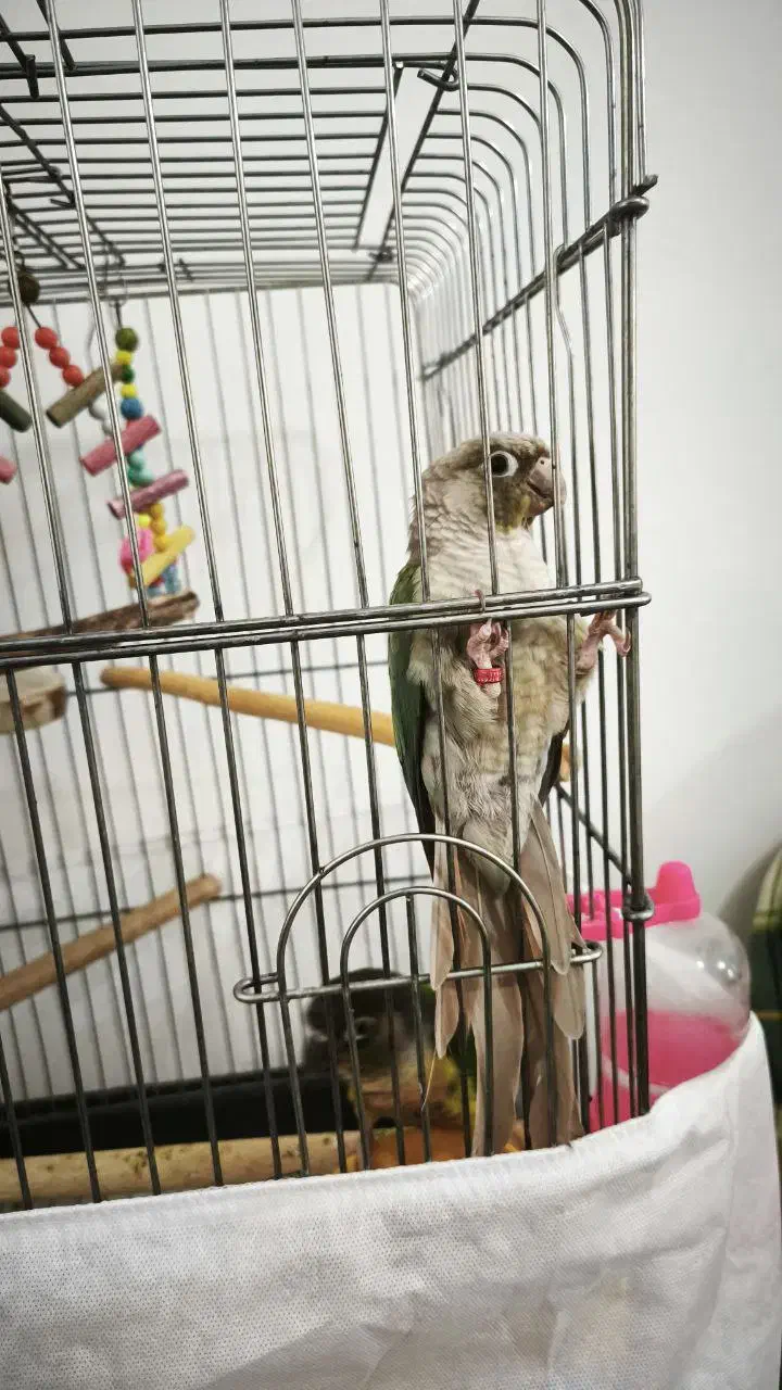 یک جفت طوطی گرینچیک|پرنده|فردیس, فردیس|دیوار