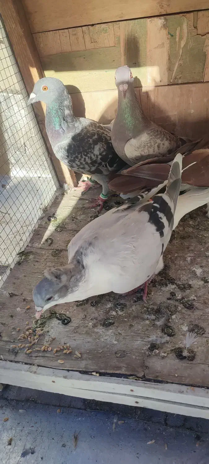 6تاپرنده ی بوم|پرنده|قزوین, |دیوار