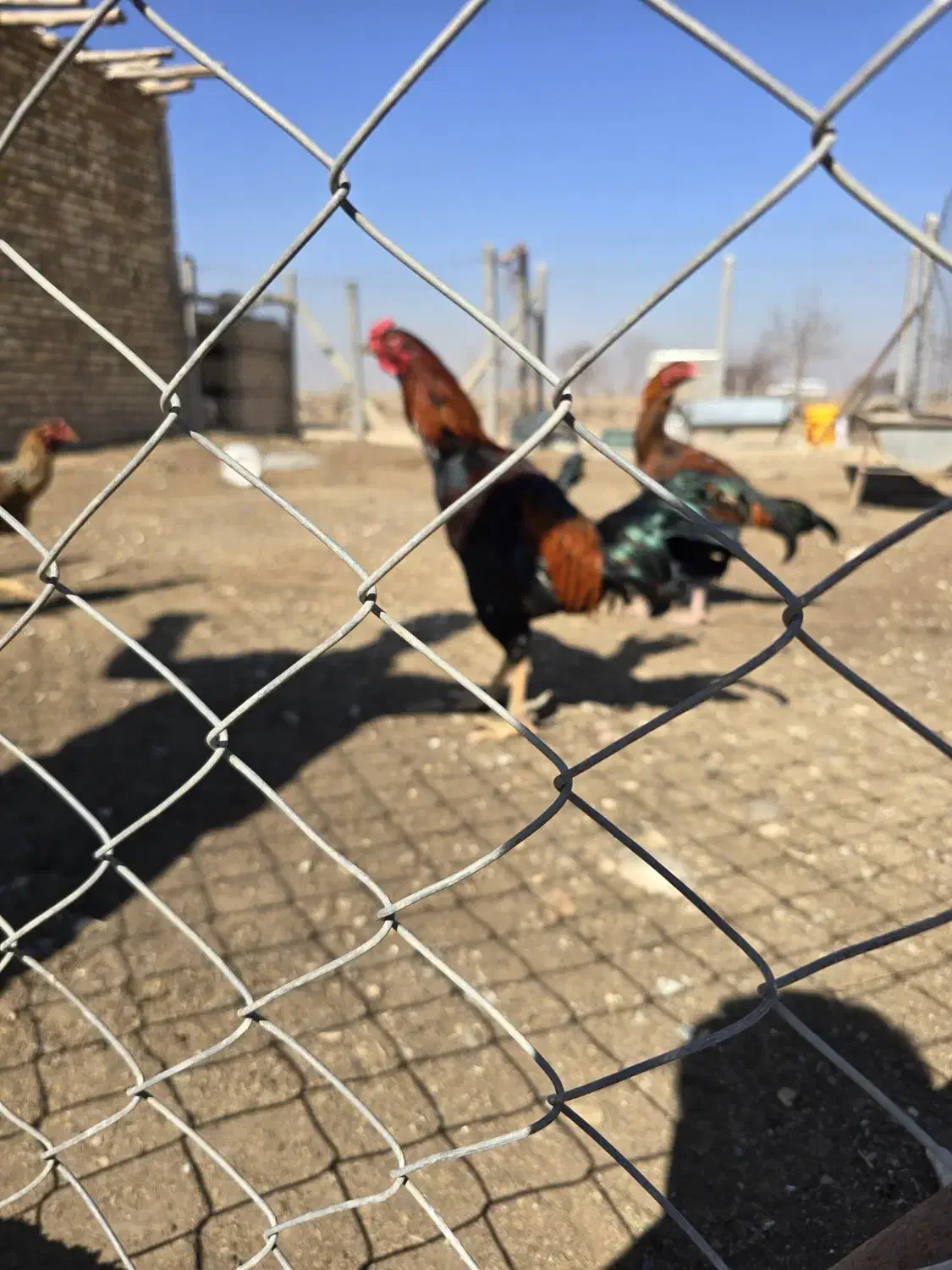 خروس لاری|حیوانات مزرعه|اسفرورین, |دیوار