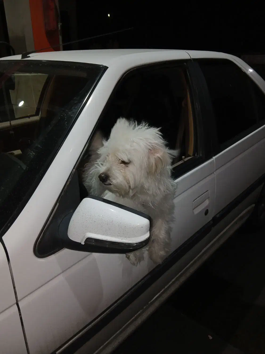 سگ نژاد تریر|سگ|شهریار, شهریار|دیوار