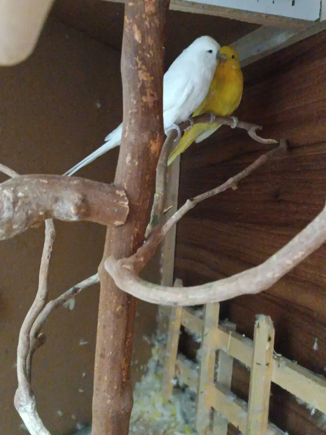 مرغ عشق انگلیسی خوش رنگ و بلند|پرنده|اردکان, |دیوار