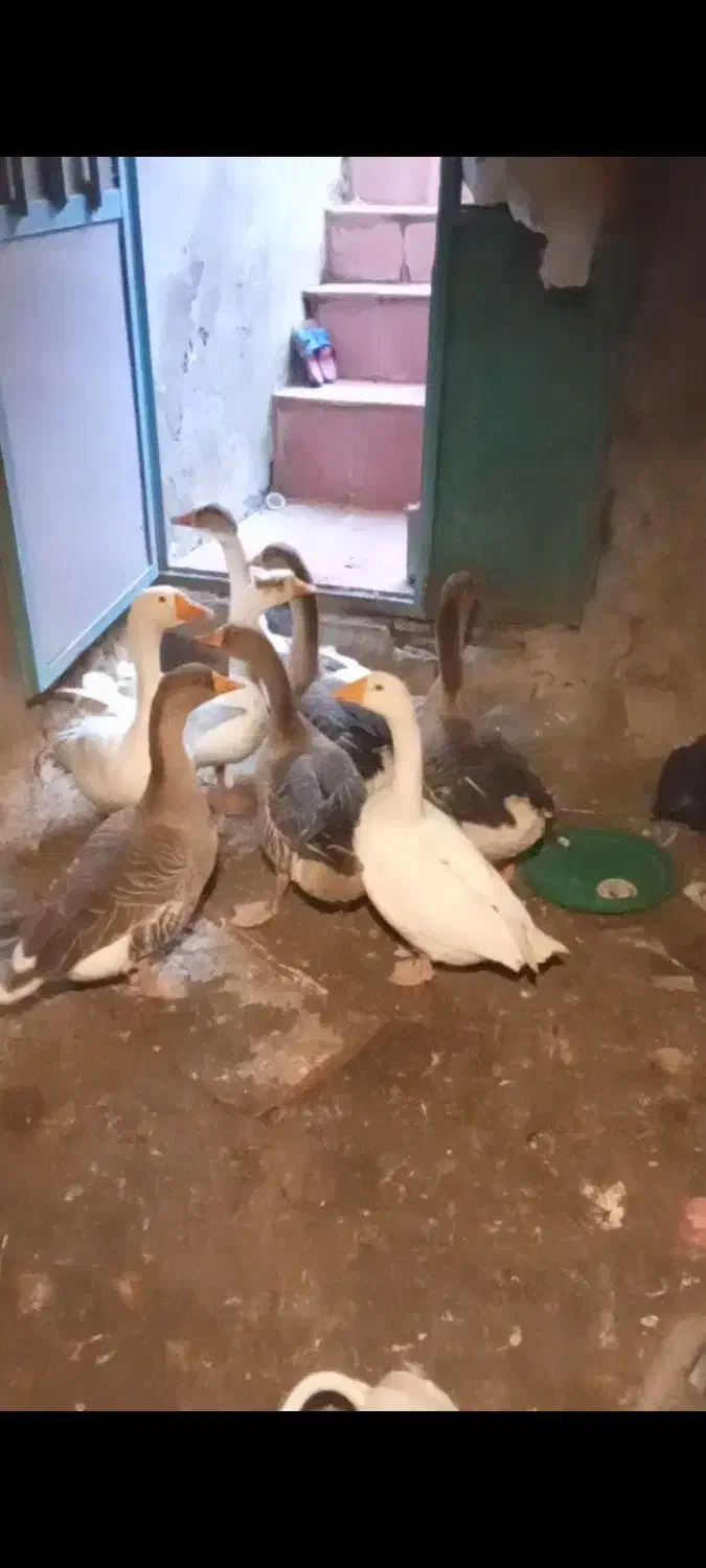 غازای طبیعی وکرچ شو|حیوانات مزرعه|مشگین شهر, |دیوار