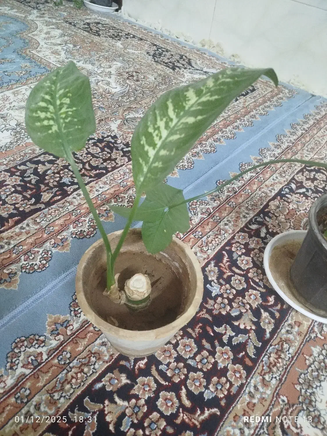 گل وگلدان|گل و گیاه طبیعی|حمیدیا, |دیوار