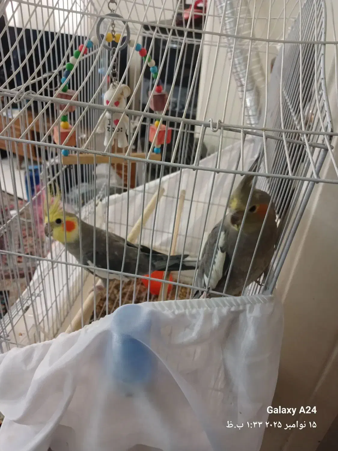 عروس هلندی جفت مولد کاملا دستی|پرنده|تهران, گرگان|دیوار