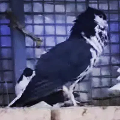 3تاکفتر ساده سیاه کاکلی نر واکسی بزرگه پرشی|پرنده|مشهد, رستگار|دیوار