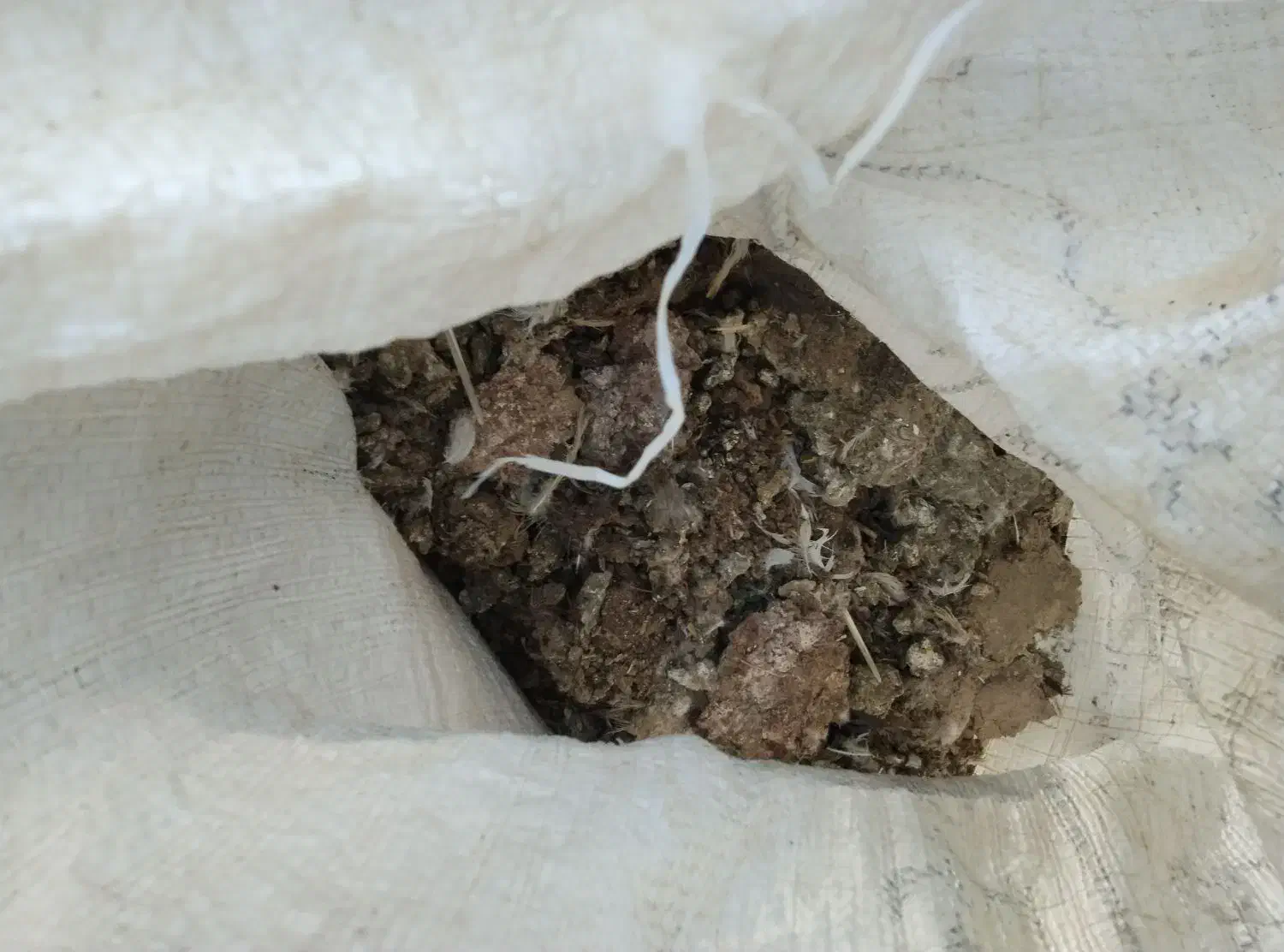 کبوترکودش|گل و گیاه طبیعی|زنجان, |دیوار