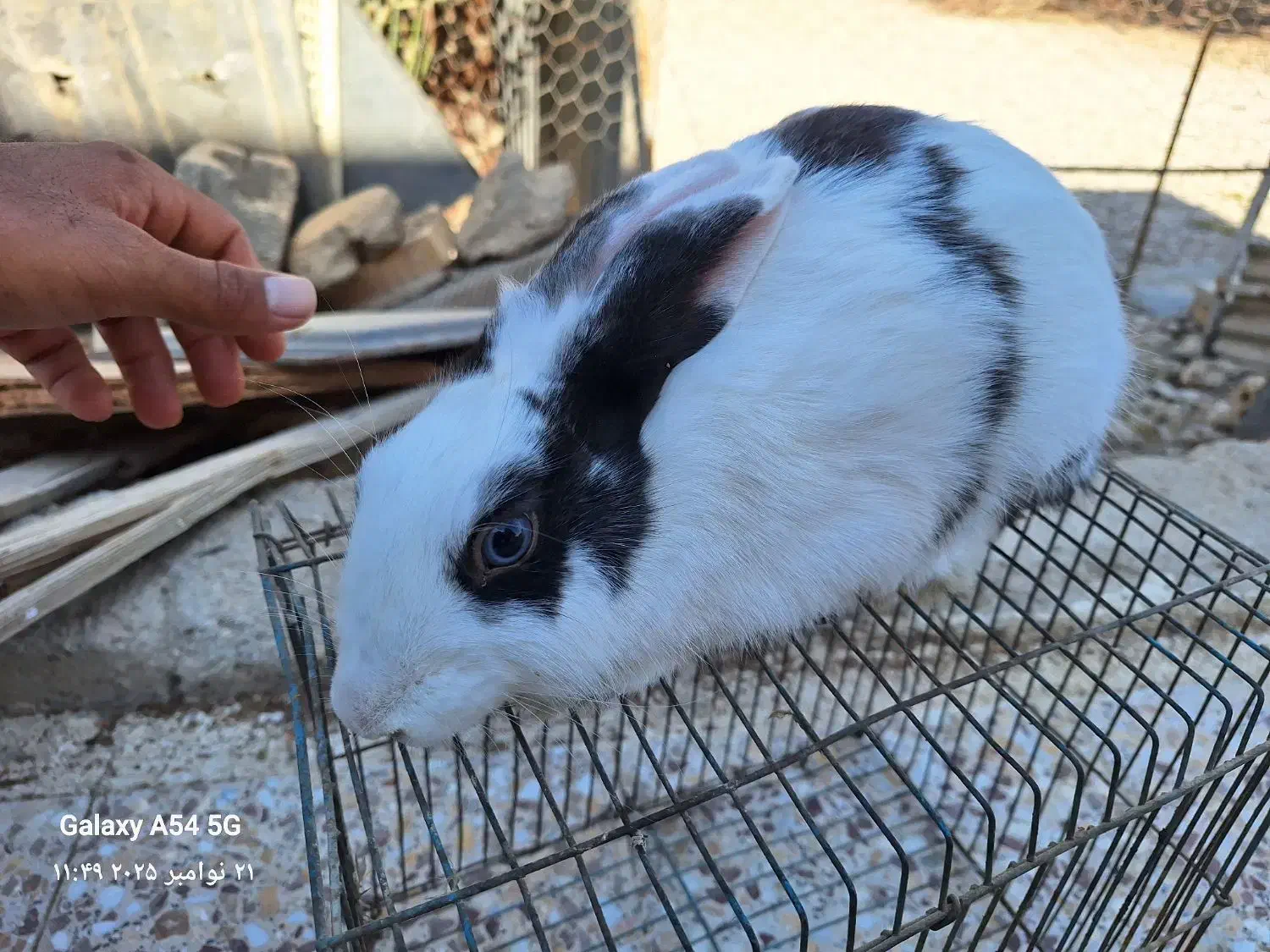 خرگوش بلو|موش و خرگوش|بوشهر, |دیوار