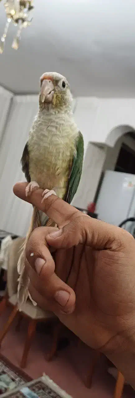 گرینچیک|پرنده|زنجان, |دیوار