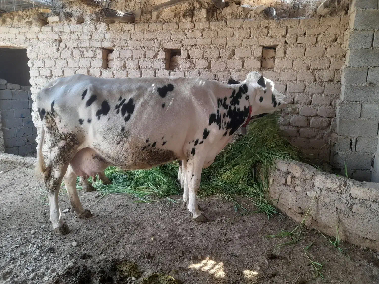 فروشی|حیوانات مزرعه|داراب, |دیوار