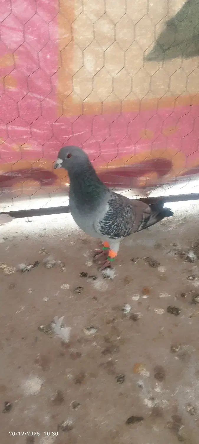 کفتر|پرنده|سنگدوین, |دیوار