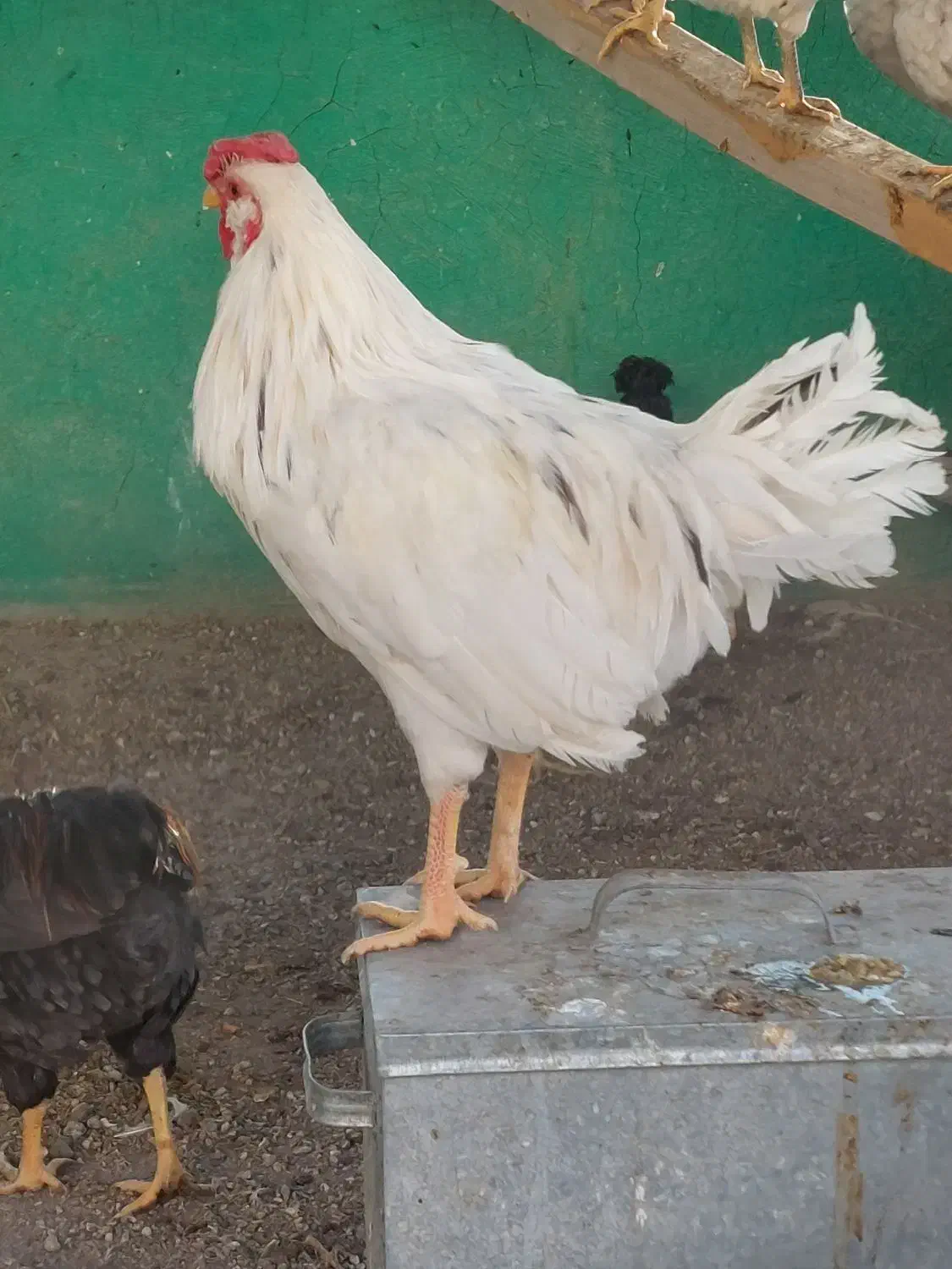 خروس گلین|حیوانات مزرعه|تهران, سهروردی|دیوار