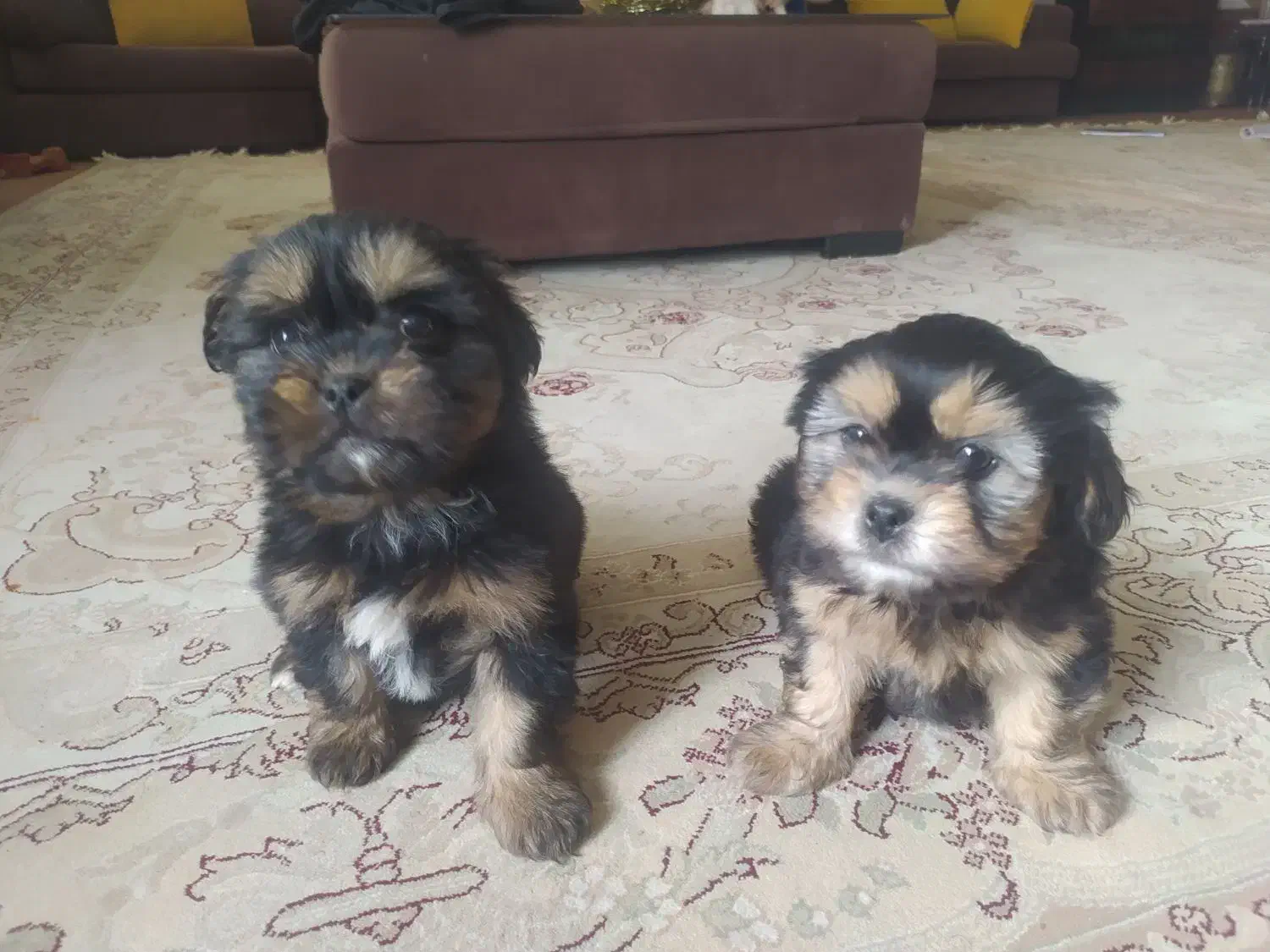 توله شیتزو|سگ|خرمدره, |دیوار