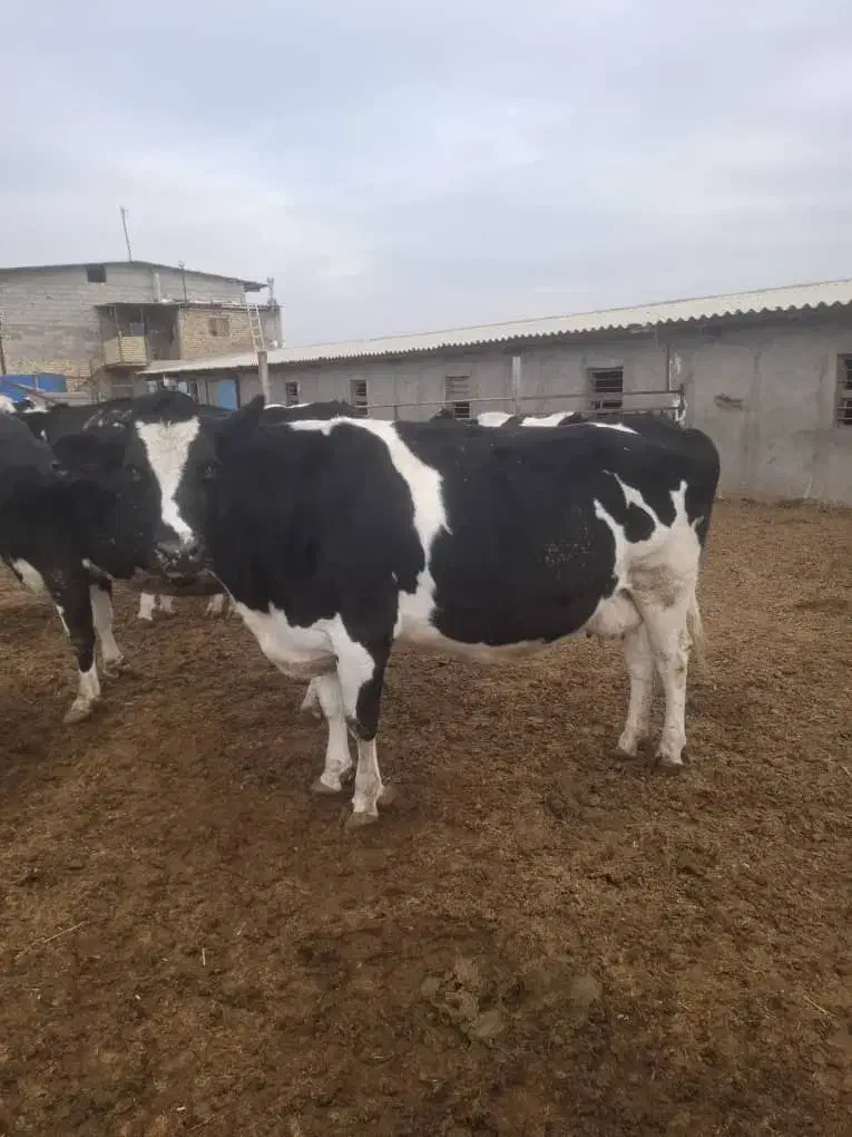 گاوهای جوان|حیوانات مزرعه|تاکستان, |دیوار