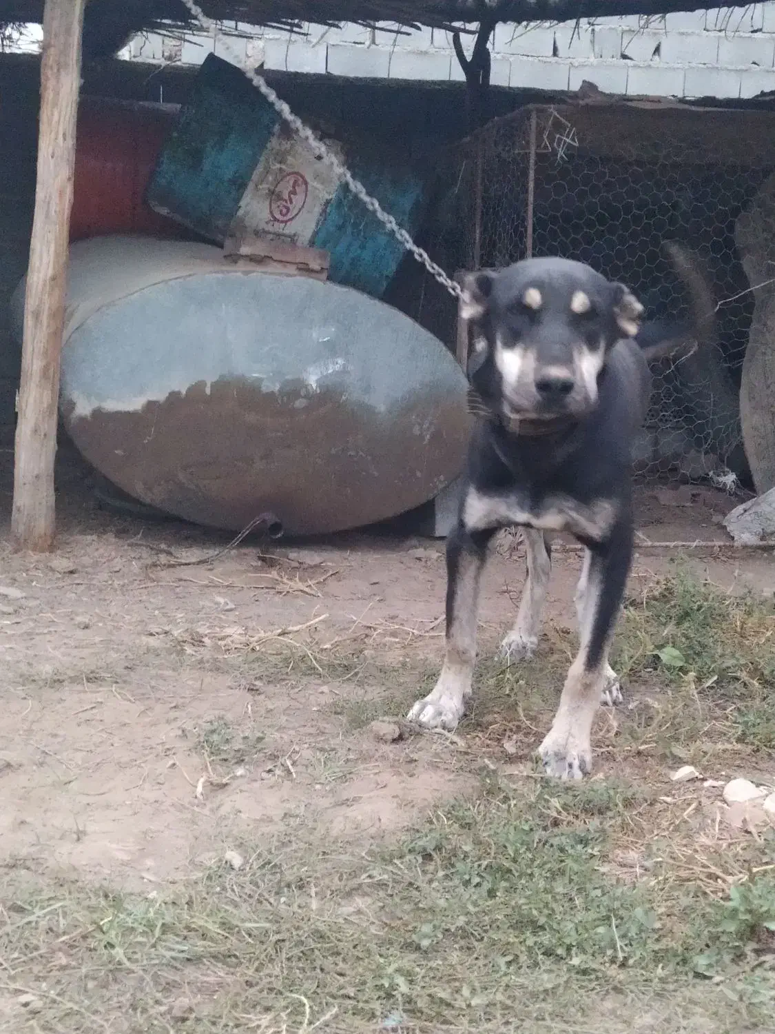 ماده 9ماهه مخصوص نگهبانی بهترین نژاد توله گیری|سگ|کلاله, |دیوار