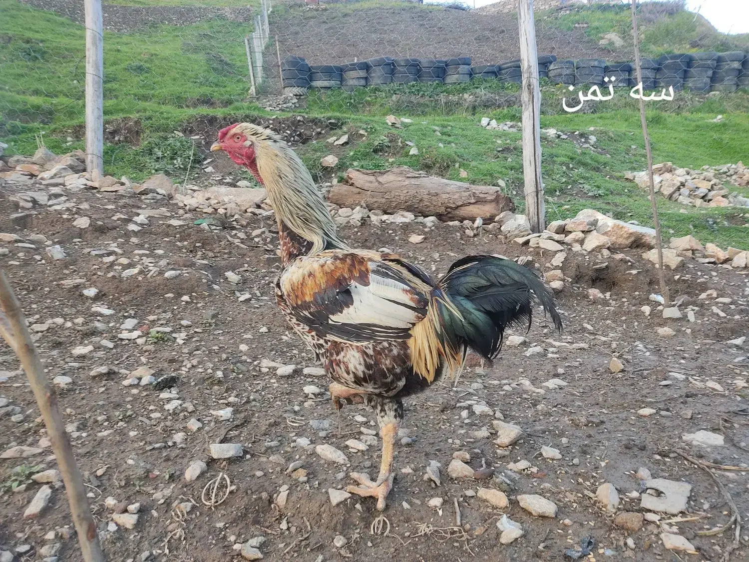خروس دورگ|حیوانات مزرعه|مریوان, |دیوار