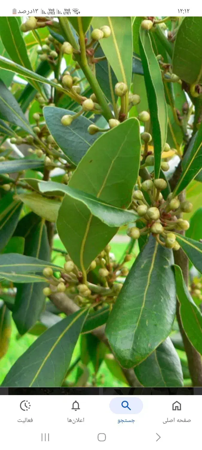 خریدار برگ بو|خدمات باغبانی و درختکاری|لیسار, |دیوار