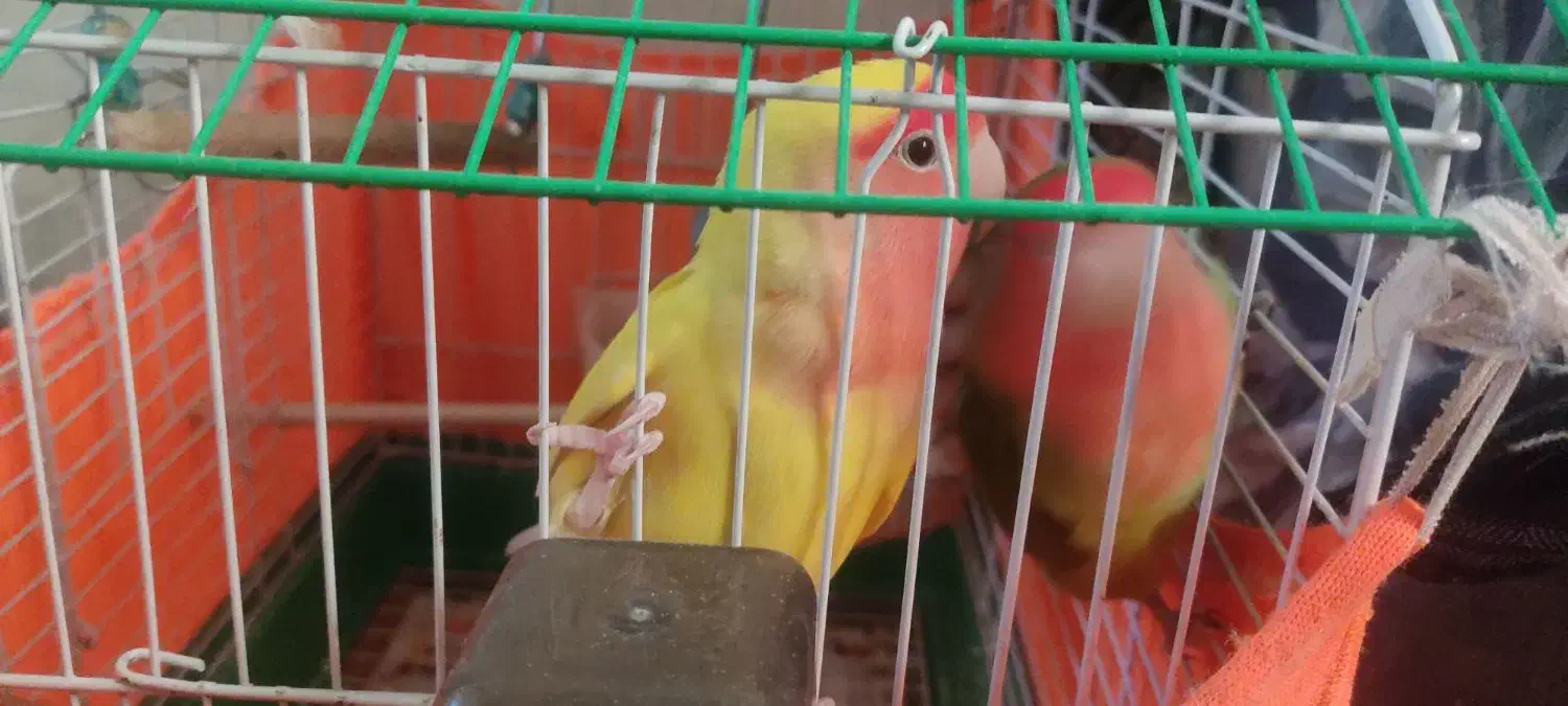 یه جفت طوطی برزیلی|پرنده|تهران, شهرک صادقیه|دیوار