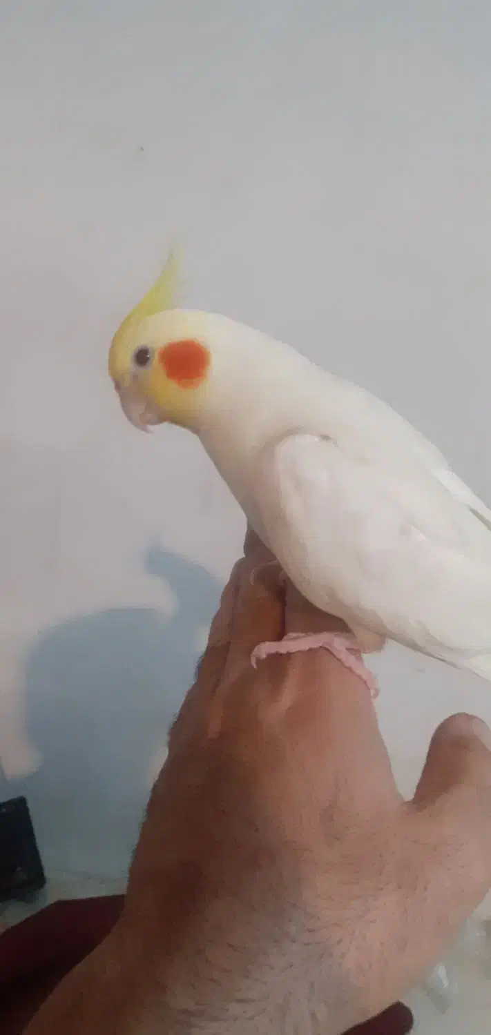 فروش عروس هلندی نر و ماده بالغ|پرنده|چالوس, |دیوار