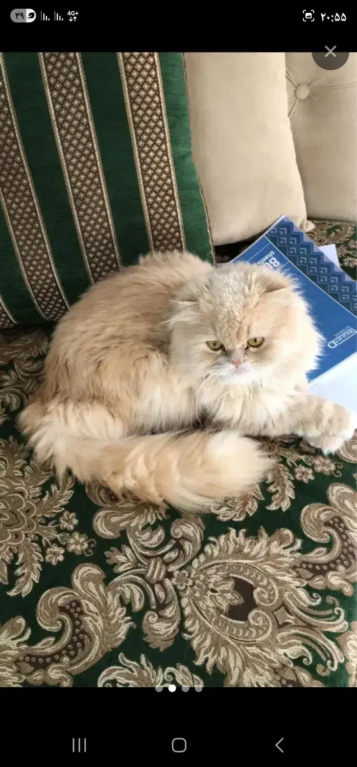 فروش پرشین نر|گربه|بندر گناوه, |دیوار