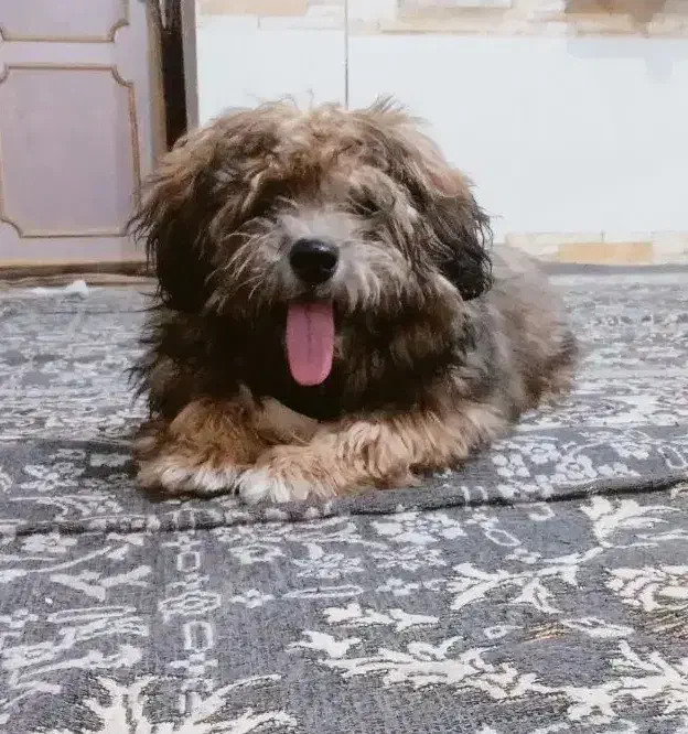 پاپی نر|سگ|تربت جام, مولانا|دیوار