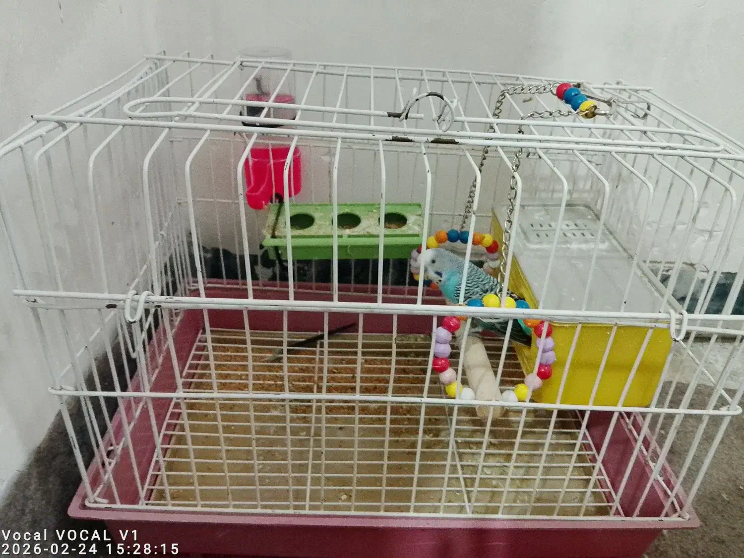 مرغ عشق|پرنده|نسیم‌شهر, |دیوار