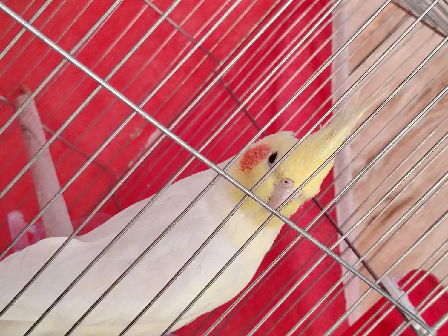 عروس هلندی|پرنده|شهرضا, |دیوار