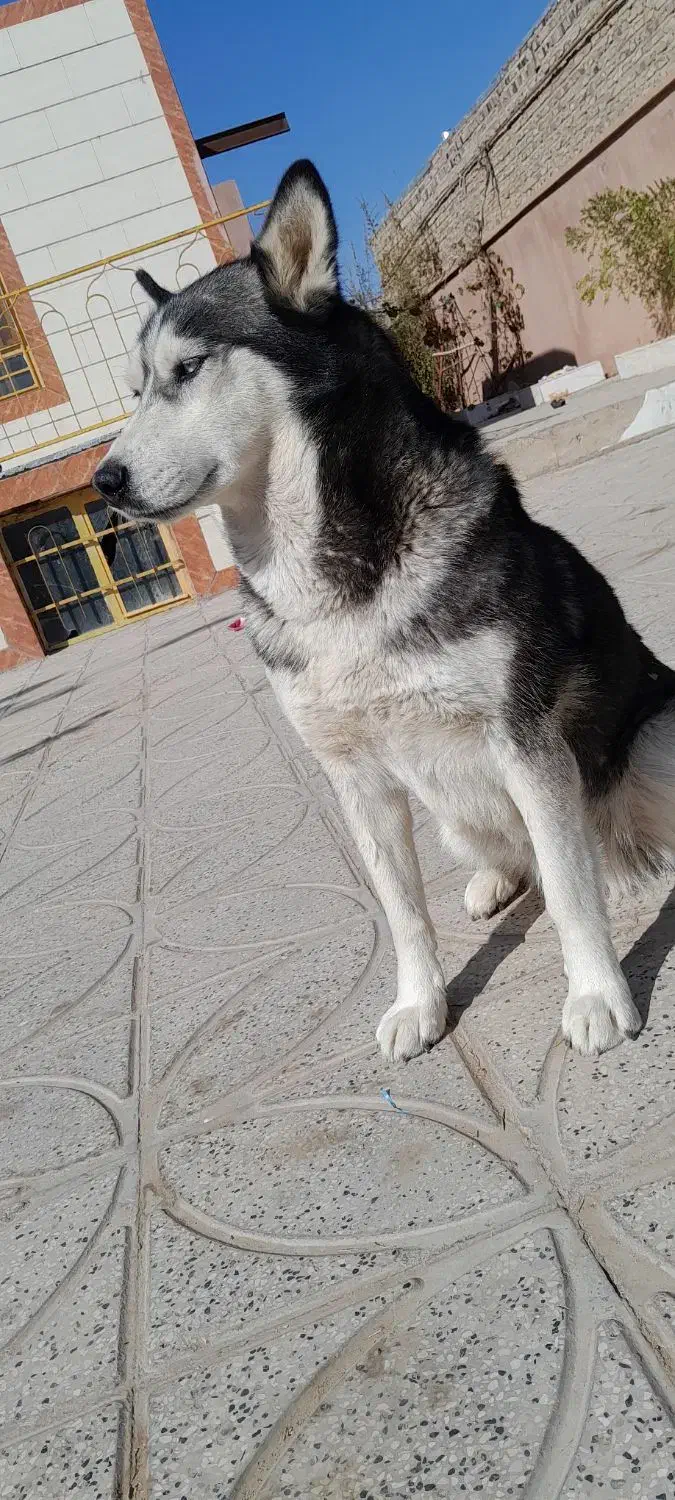 سگ حاسکی|سگ|مشهد, انقلاب|دیوار