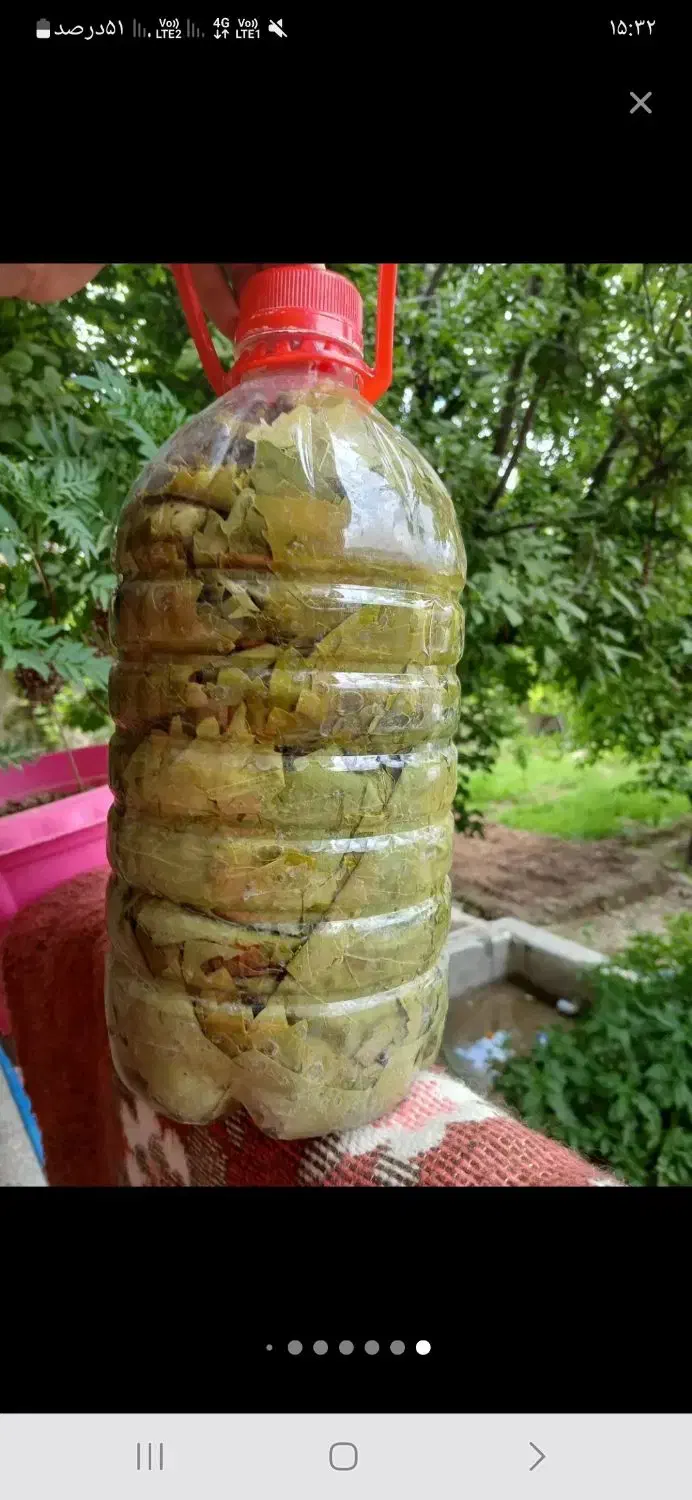 برگ مو|خوردنی و آشامیدنی|نوشین شهر, |دیوار