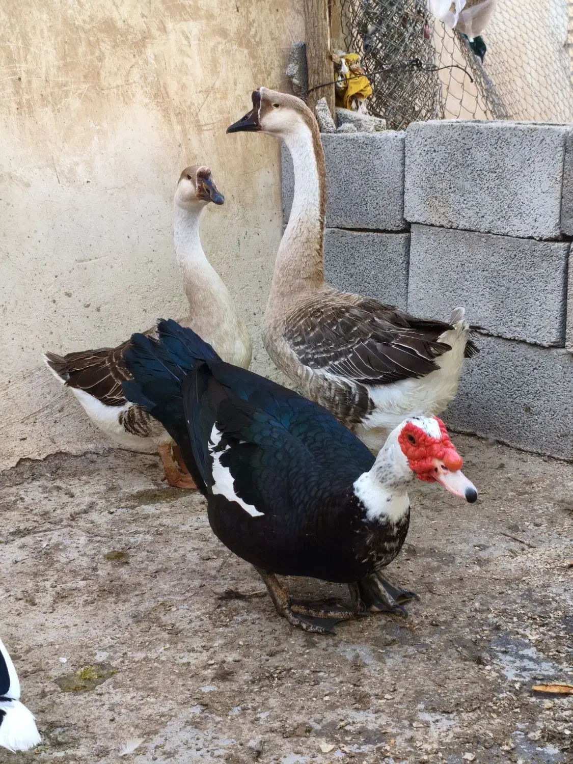 قوقاز(غوغاز) و اردک روسی(اردک خارجی)|حیوانات مزرعه|شوشتر, |دیوار