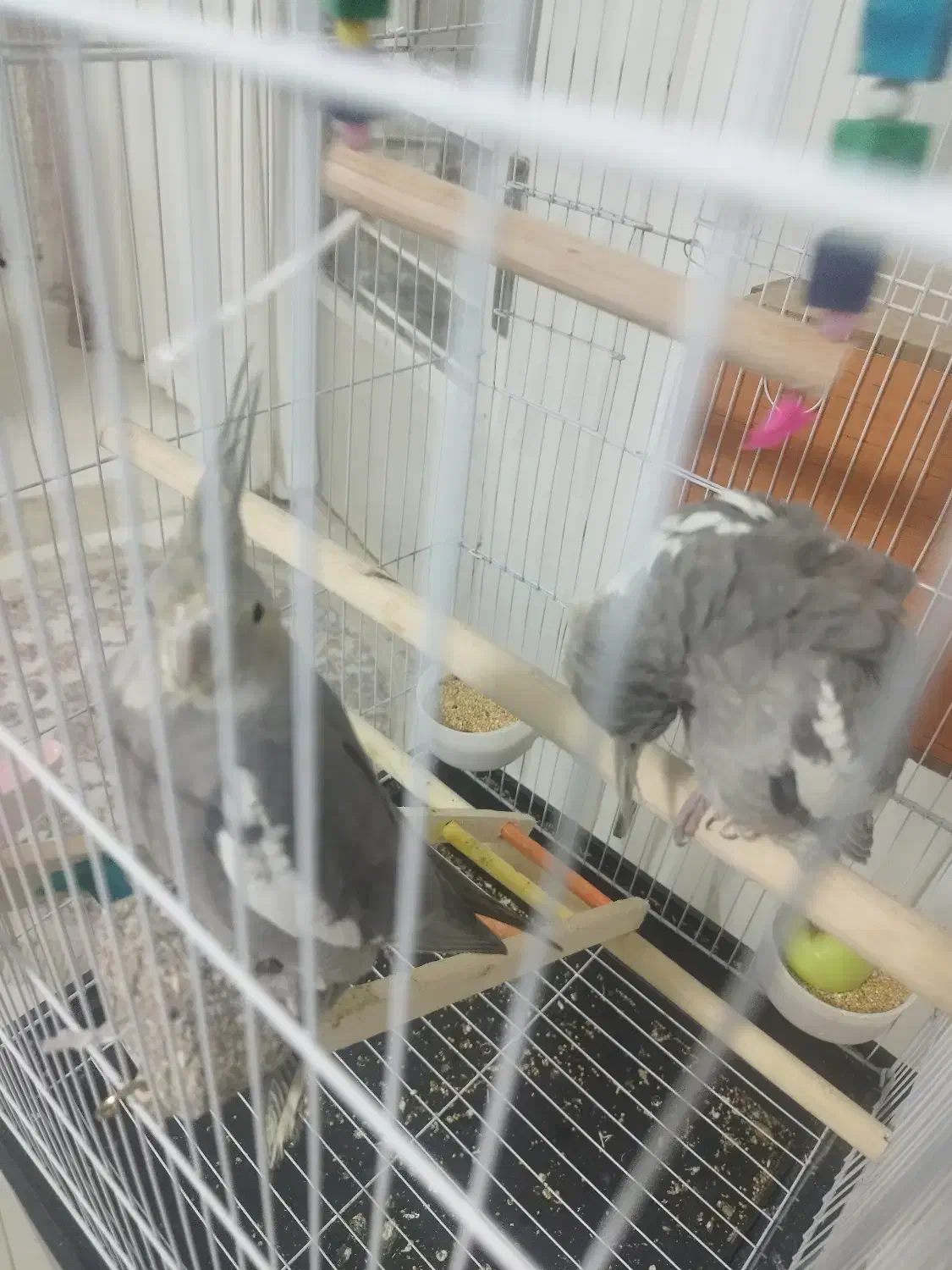 عروس هلندی|پرنده|نسیمشهر, |دیوار