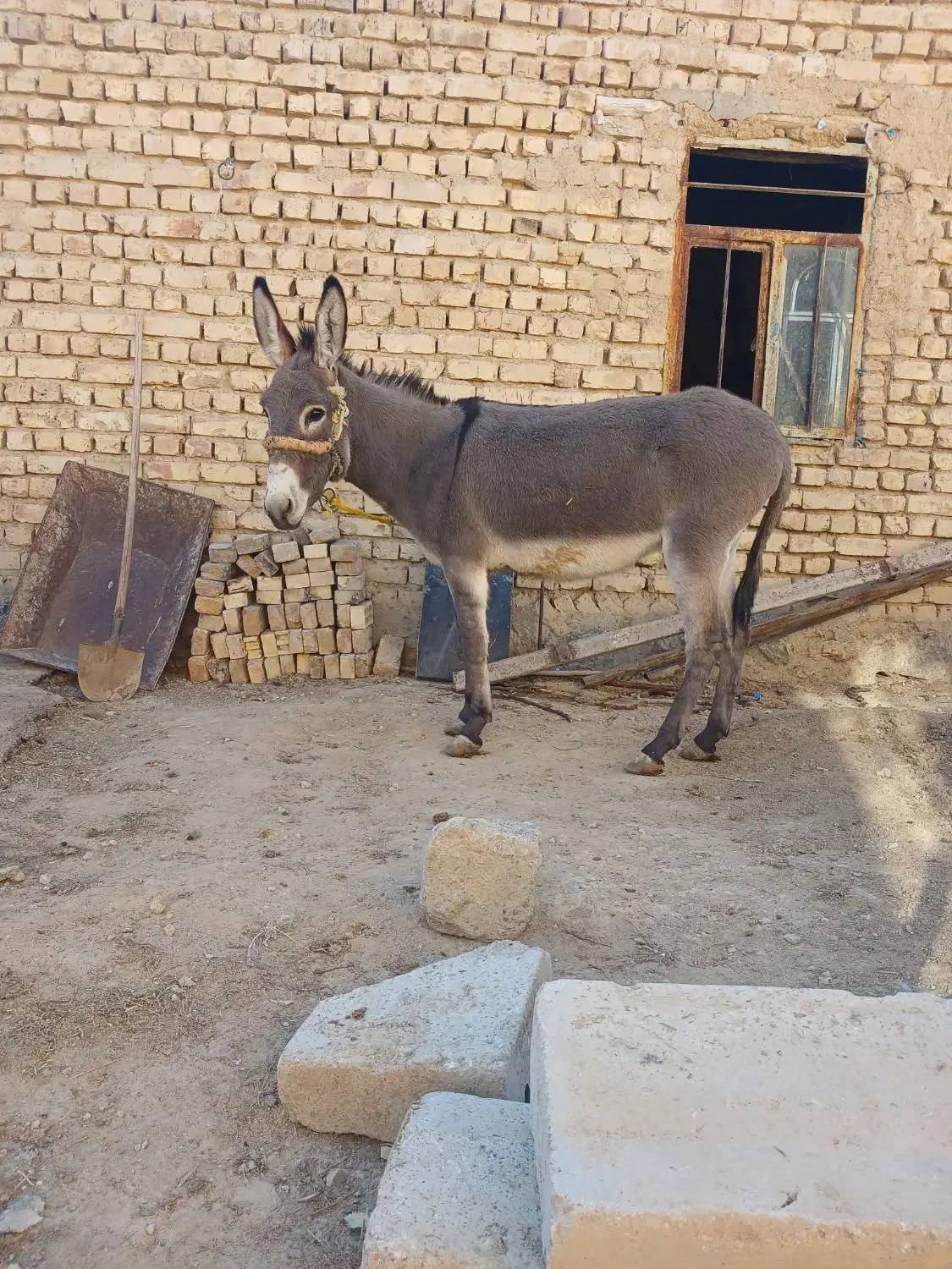 خر گلهای|حیوانات مزرعه|داران, |دیوار