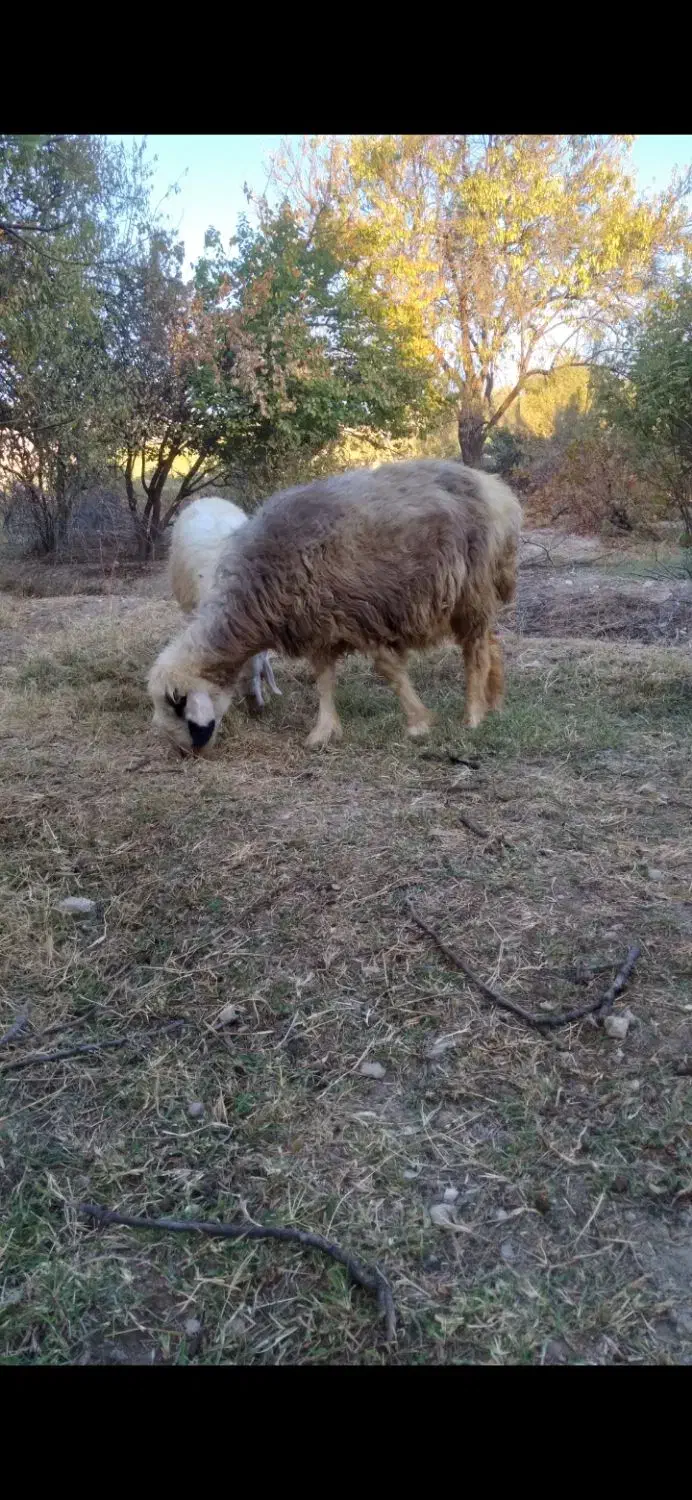 بره قوچ بختیاری اصل اصل میش رون کیلوی و روپا|حیوانات مزرعه|داراب, |دیوار