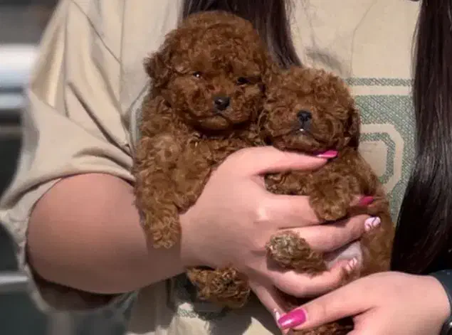 سگ و گربه آپارتمانی توی پودل ، پامرانین شیتزو خالص|سگ|تبریز, |دیوار