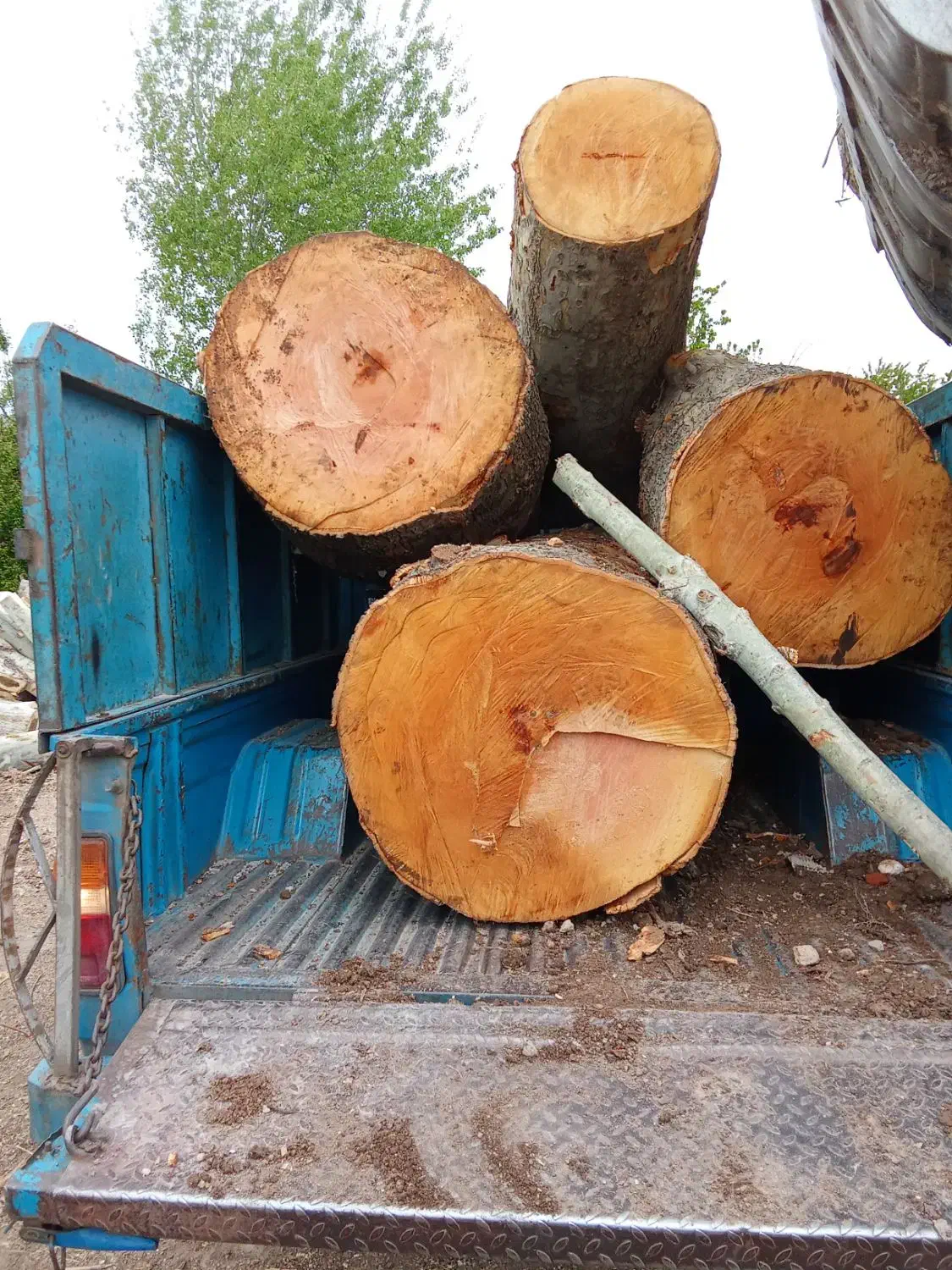 پاکسازی درختان حیاط وباغچه|خدمات باغبانی و درختکاری|مشگین شهر, |دیوار